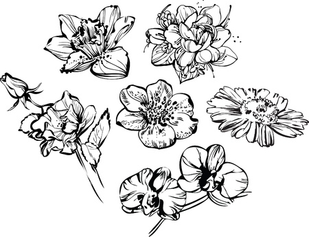 dessin fleur noir et blanc de dessin de la belle composition de fleurs